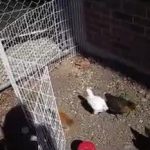 chickens in a pen